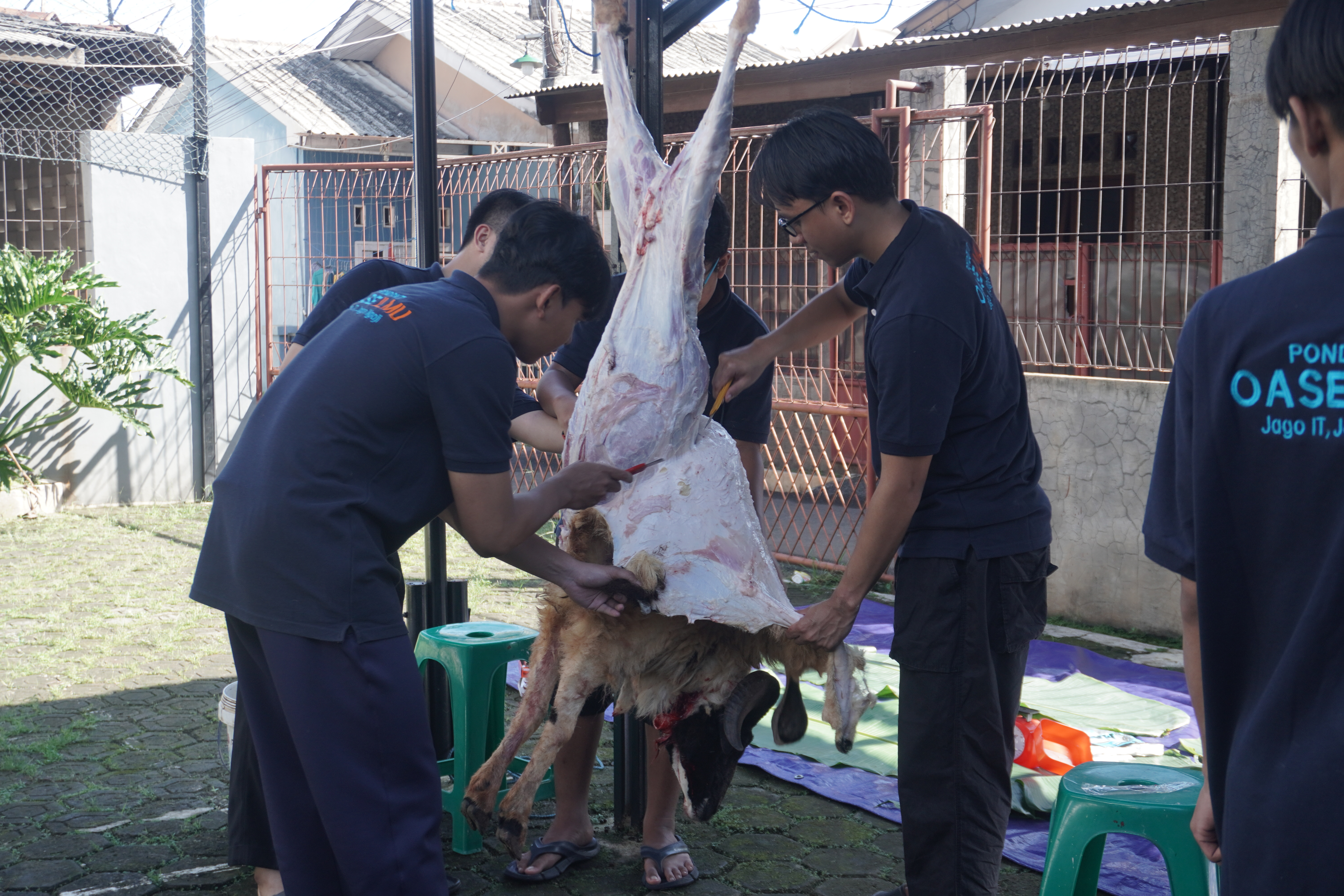 Bukan Sekadar Menyembelih: Santri Pondok IT Oase Ilmu Dalami Fiqih dan Manajemen Ibadah Qurban